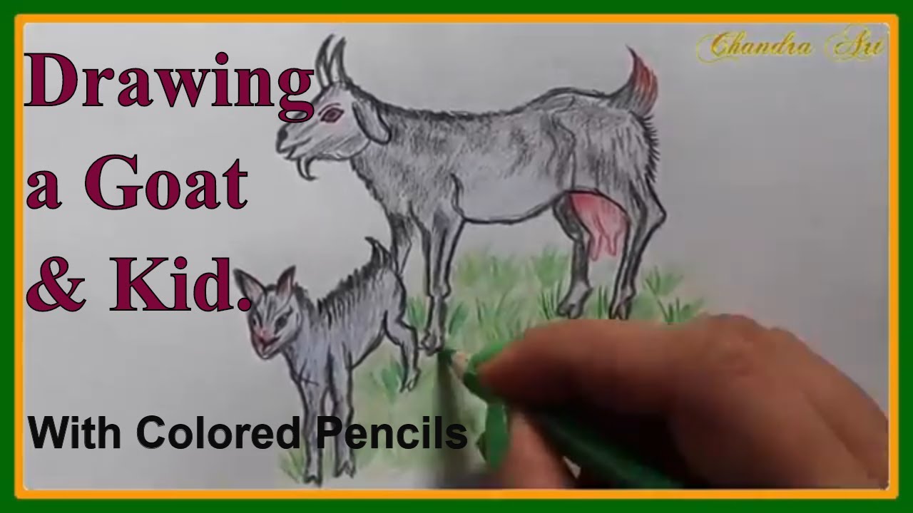 Color Pencil Drawing For Beginners-  Learn How to Draw a Goat And Kid