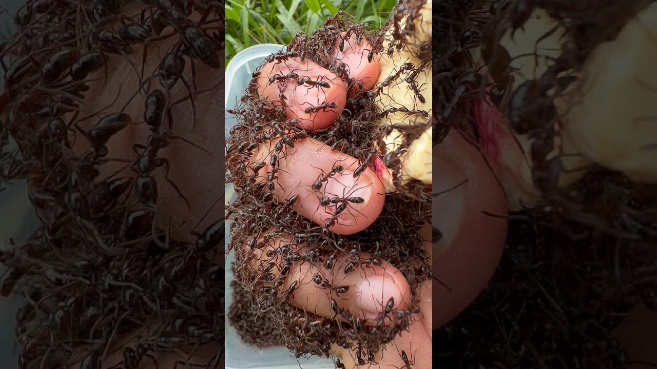 Rescue Mission: Alpaca 🦙Vs🐜 Bullet Ants #shorts #animals