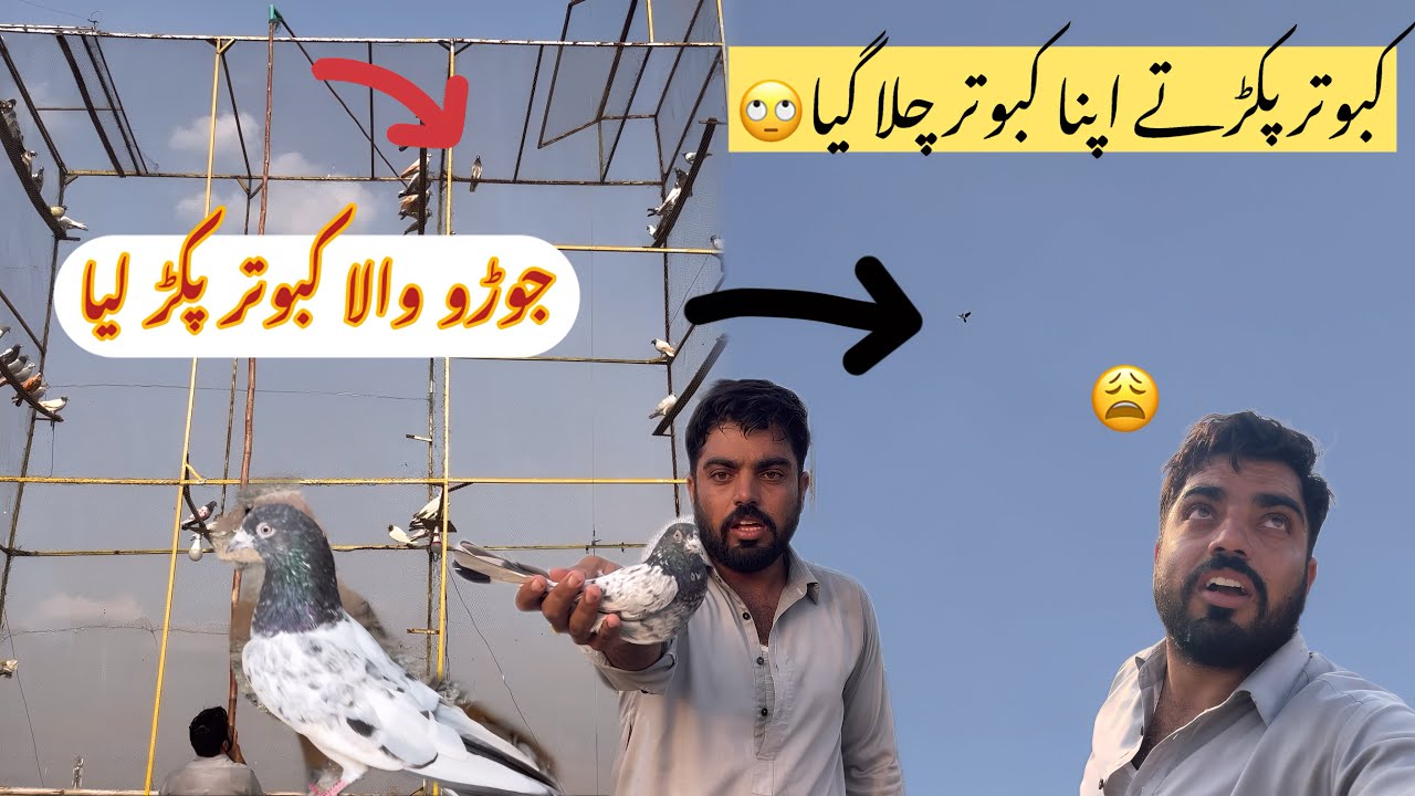 Awara kabootar pakarta apna kabootar Chala ghia🙄🤣||how to check pigeon