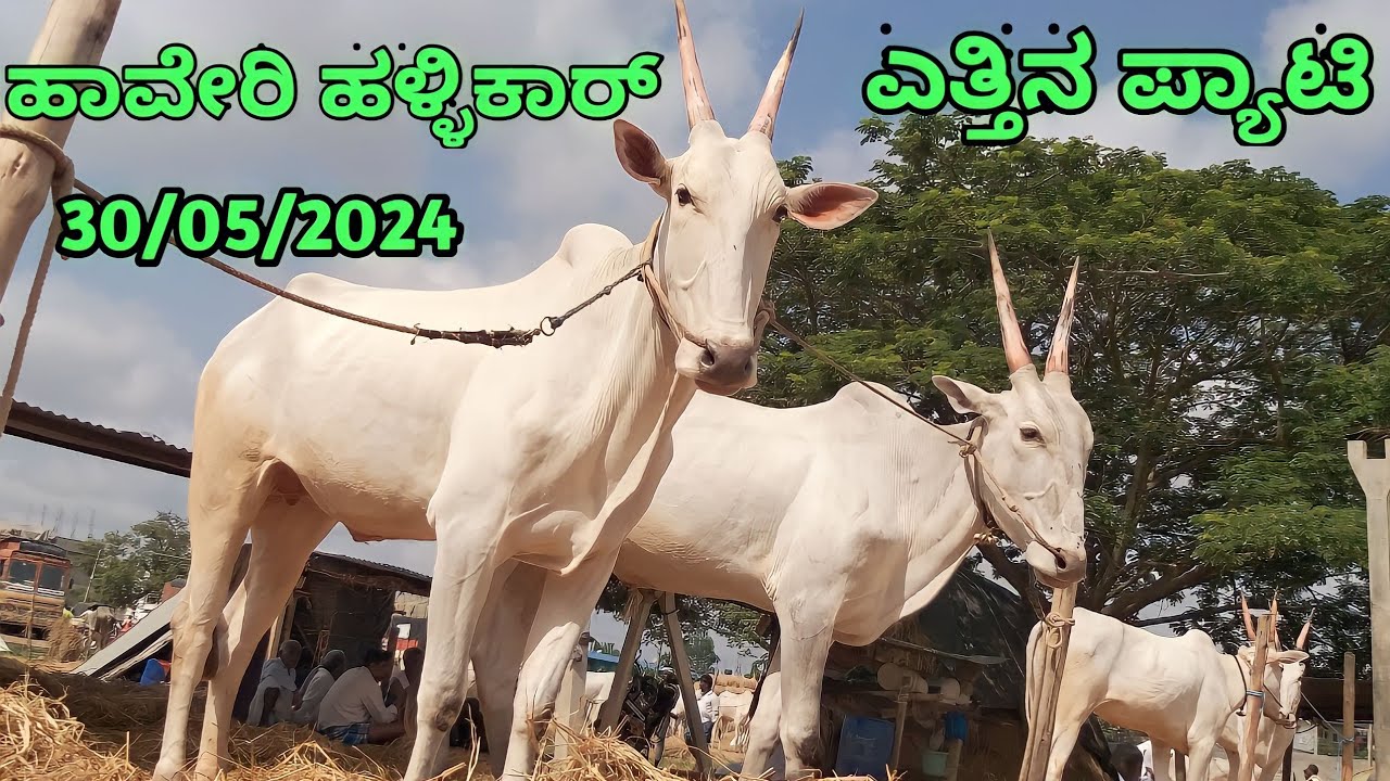Haveri Hallikar Bulls Market ||| ಹಾವೇರಿ ಹಳ್ಳಿಕಾರ್ ಎತ್ತಿನ ಪ್ಯಾಟಿ ||| Every Thursday Morning Bazor ||