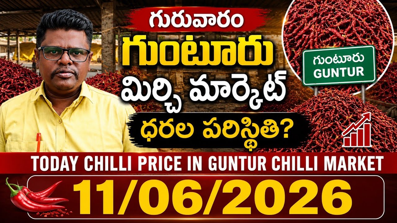 11 June 2026 GUNTUR MIRCHI MARKET RATES గుంటూరు మిర్చి మార్కెట్ ధరలు 