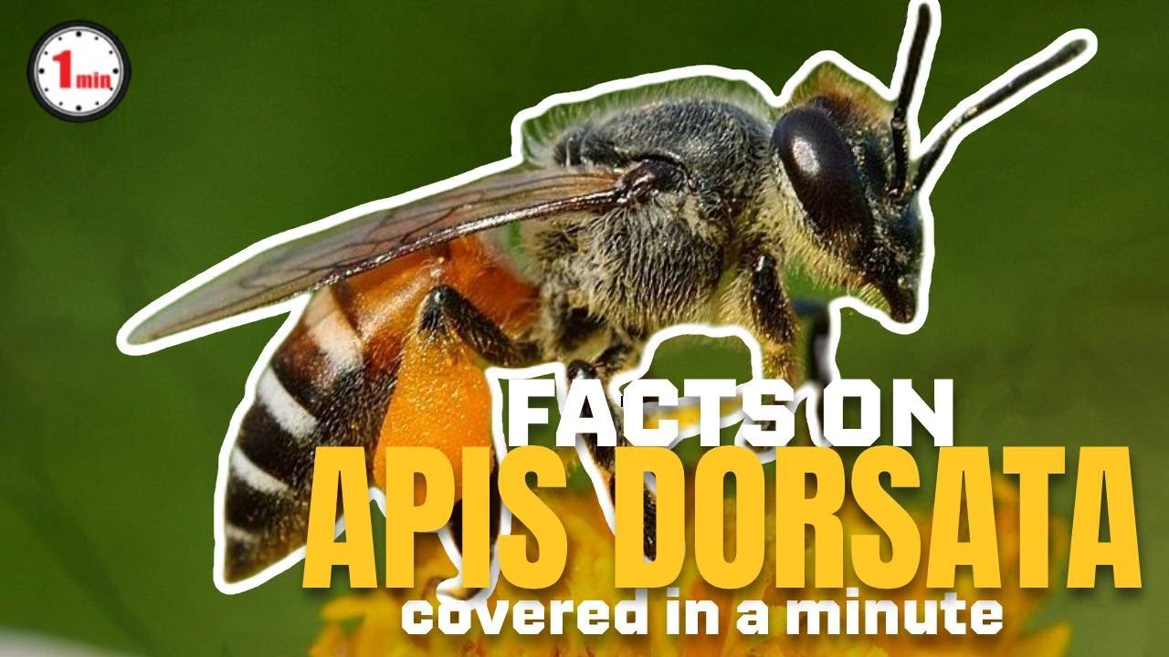 Apis Dorsata the Largest Honeybee Species in the world! | Apis Dorsata in 1 Minute | AnimalSnapz