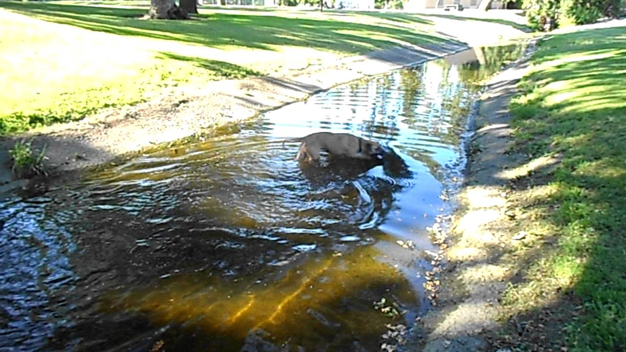 Dogs Love Water