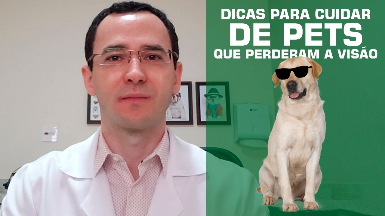 Dicas para cuidar de pets que perderam a visão