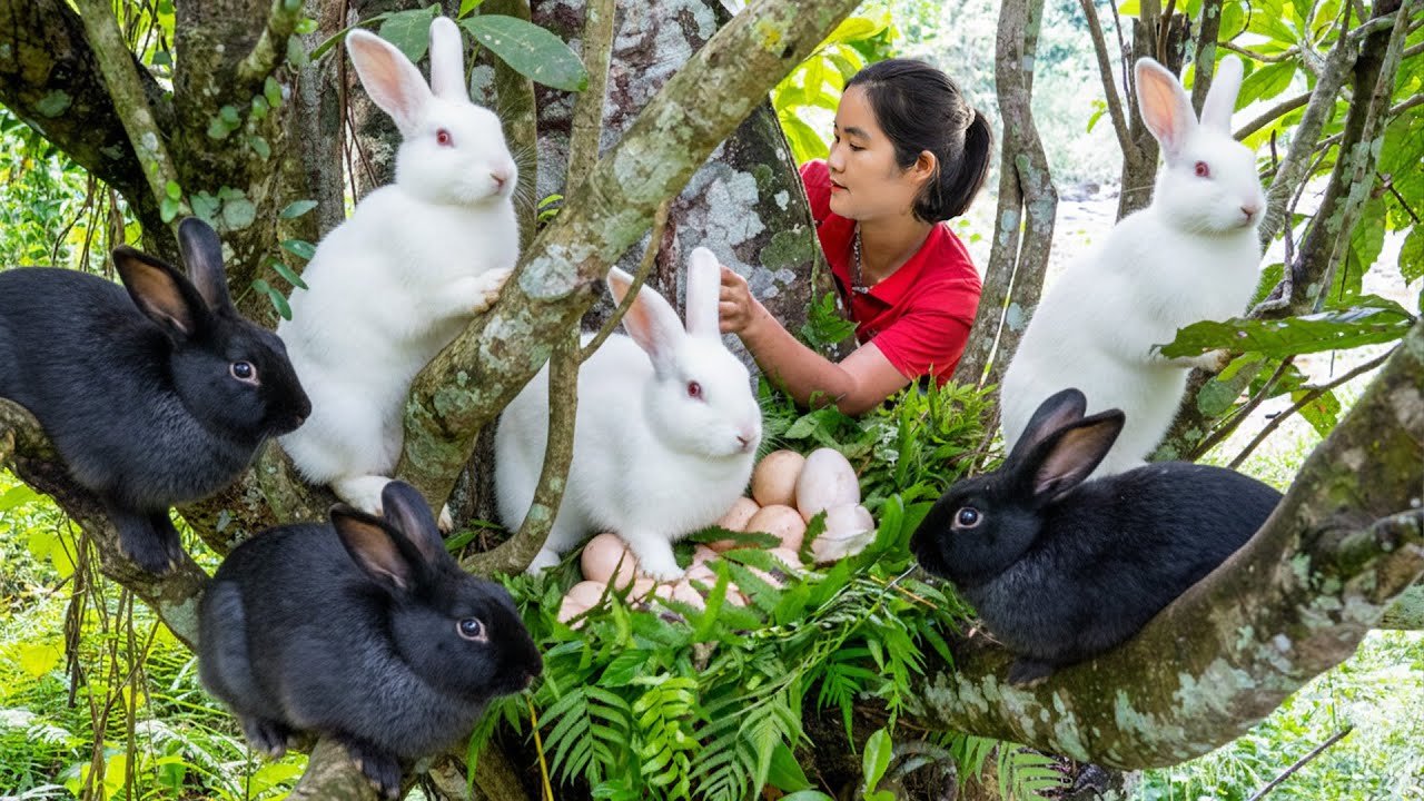 Harvesting A Lot Of Big Rabbit and Collect Eggs in the Forest - Go to Countryside Market Sell