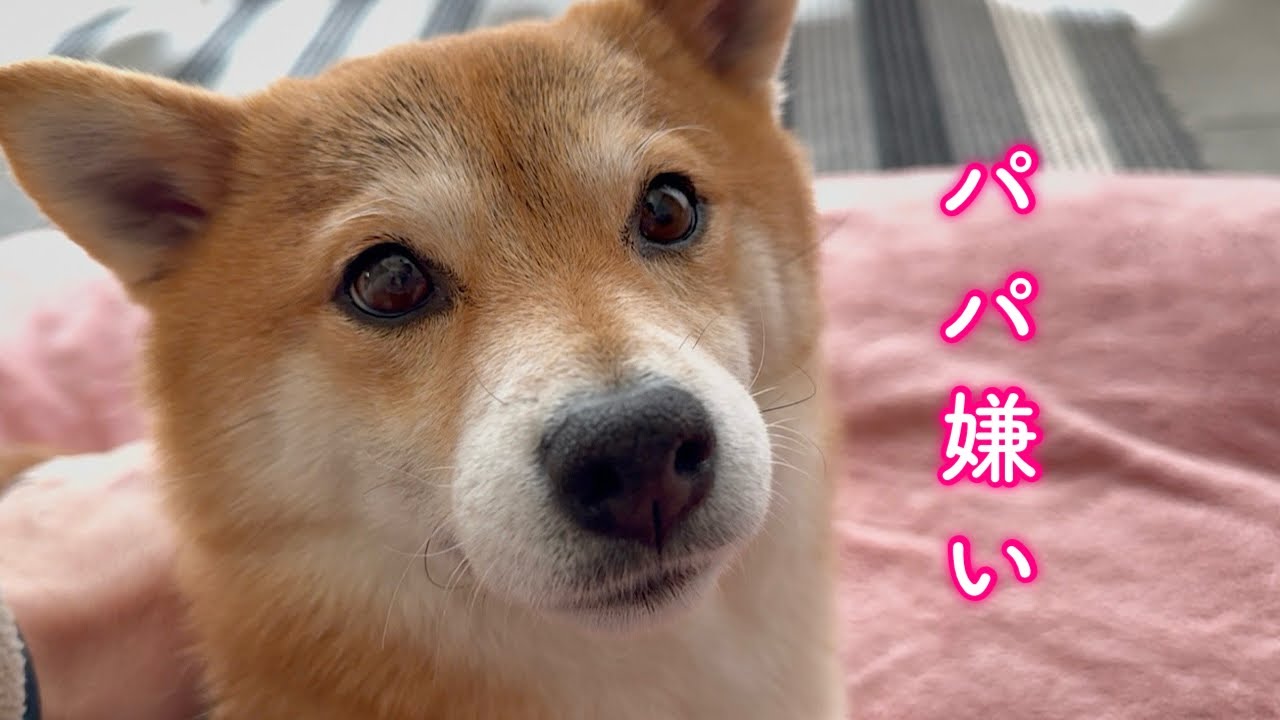 大好きなパパに本気で怒りそうになった柴犬
