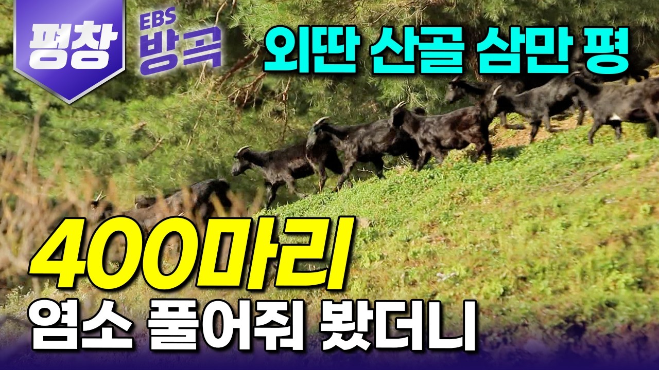 [강원 평창] 열댓 마리만 가볍게 키워보려 했는데.. 땅주인도 포기한 산골에 흑염소 30마리 들고 와 통째로 목장 삼더니｜홀로 400 흑염소 주인 된 남자｜#한국기행 #방방곡곡