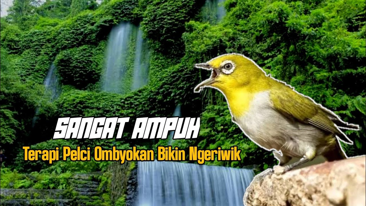 SANGAT AMPUH ‼️ Terapi Pleci Ombyokan Bikin Buka Paruh Dan Ngeriwik