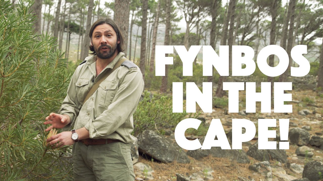 FYNBOS IN THE CAPE !