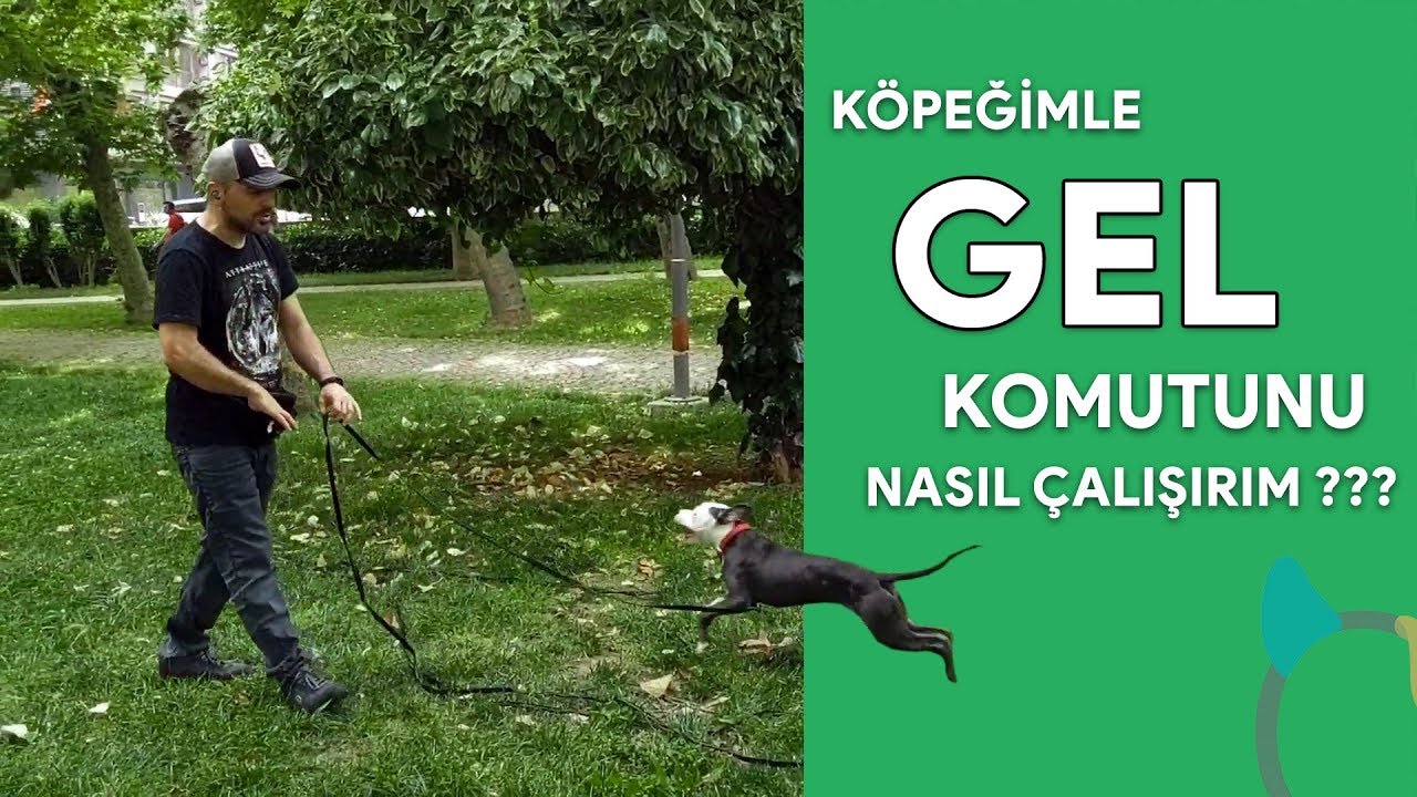 Köpeğime çağırdığımda gelmeyi nasıl öğretirim?