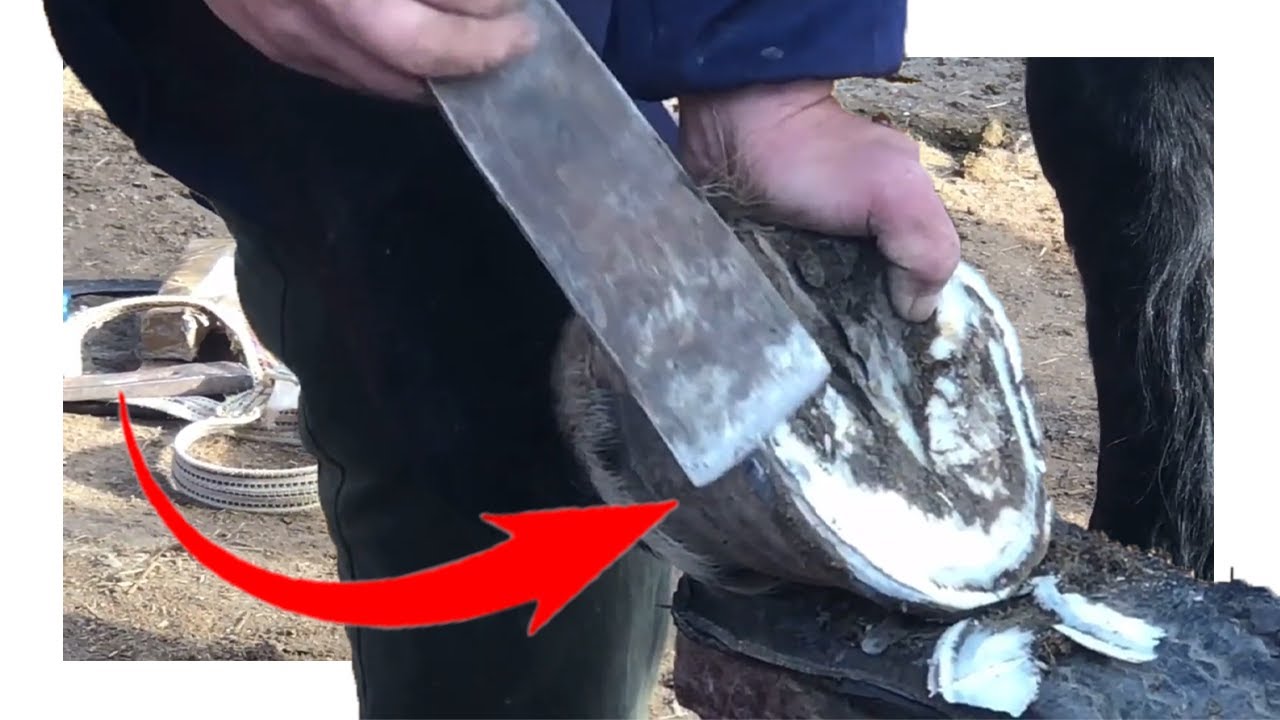 The master is shoeing a 1,300-jin black horse.