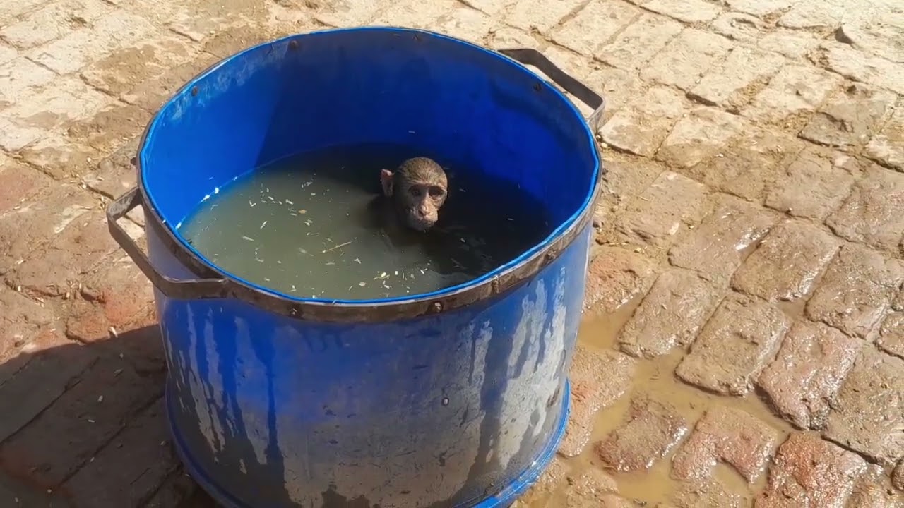 हमारे चंगू मंगू की मस्ती।🙏🙏🐒🐒