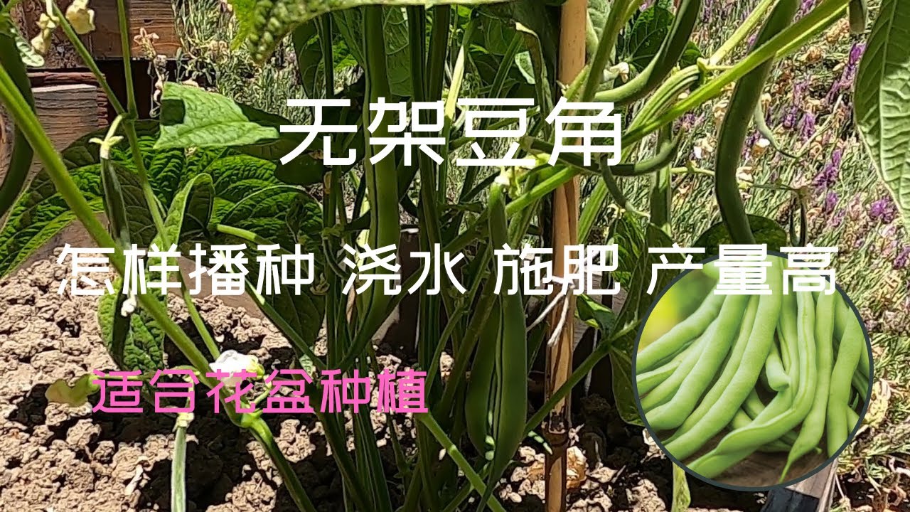 无架豆角从播种到收获 只要2个月的早熟品种  II  怎样播种 浇水 施肥 剪叶 产量高　＃养花种菜＃