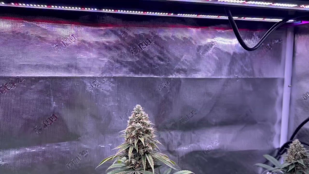 Grow Strong Cup Update~Week 7 Flower~Lotus Nutrients and Kind LED X420 Review~