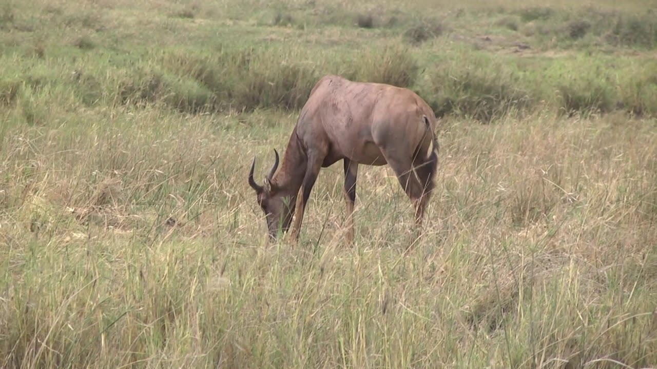 Tsessebe herd grazing in vlei - longer view