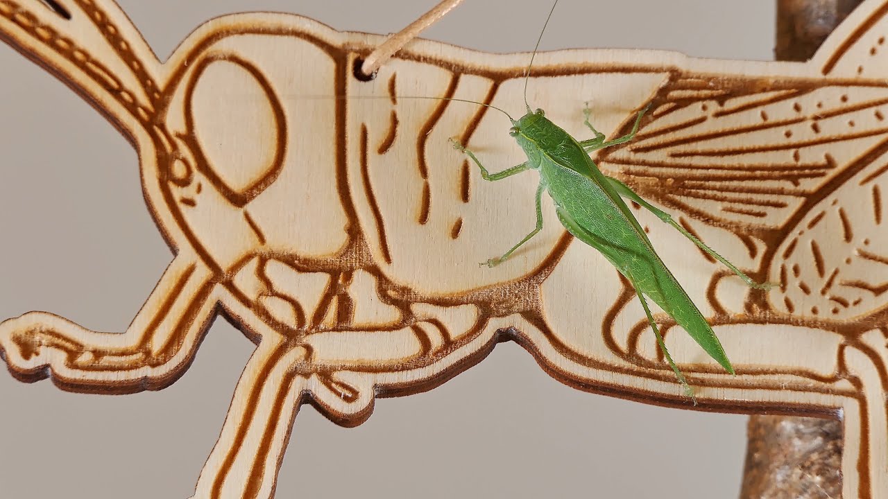 Panasonic Lumix DMC-FZ2000 / FZ2500 / FZH1 / Pet Insects / Katydid and  Grasshopper / 4K