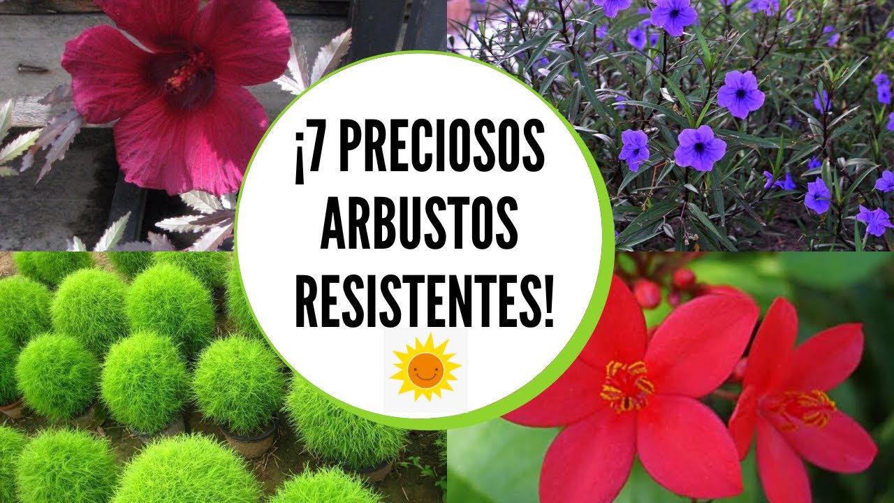 Arbustos para exterior resistentes al sol  / Arbustos con flores resistentes al sol