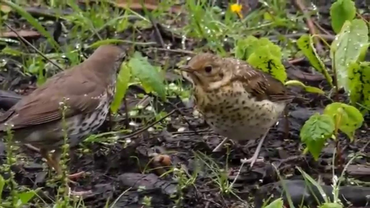 DROZD ŚPIEWAK karmi młodego;  Song thrush (Turdus philomelos)