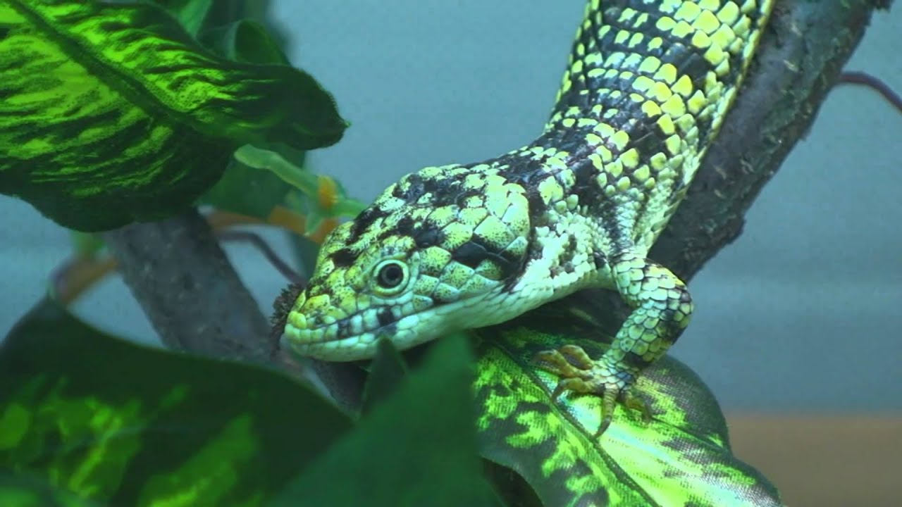 Abronia taeniata male