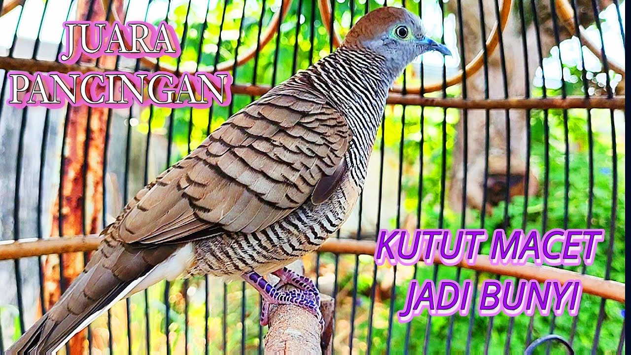 Super Perkutut lokal gacor suara pancingan ampuh u/ yang malas bunyi masih ombyokan #perkututlokal