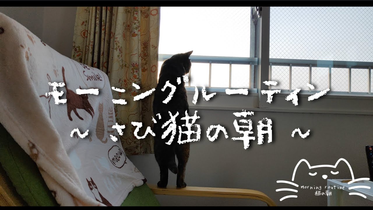 モーニングルーティン～さび猫の朝~ rotina matinal do gato -la rutina matutina del gato-my cat’s morning routine 
