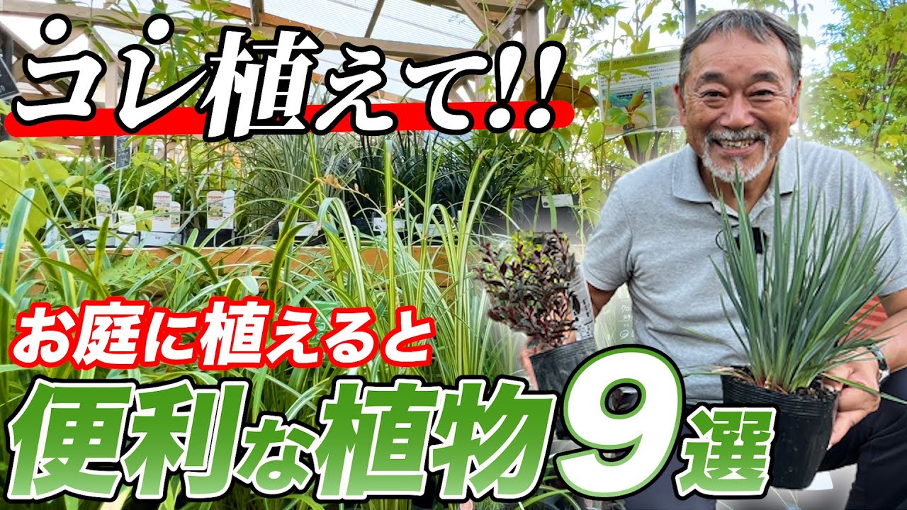【庭好き必見！】植栽のプロがオススメ！お庭が彩る低灌木をご紹介！【植栽】【ガーデニング】