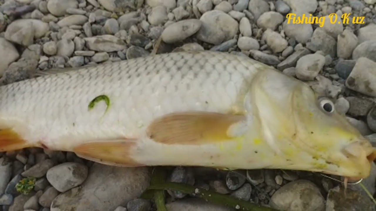 Балиқ ови. Куриб мазза киласиз. Архив видео #баликови #рыбалка #fishing #telegram