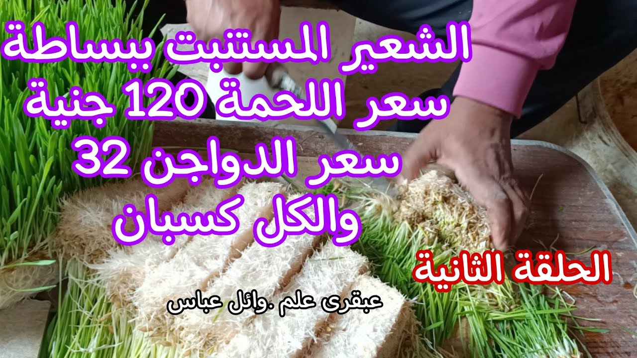 الشعير المستنبت الحلقة ٢. وكيفية الوصول لكيلو لحم ب 120 جنية ودواجن 32 جنية
