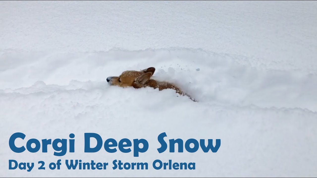Corgi Deep Snow