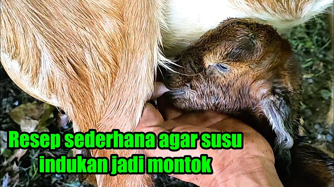 Resep agar susu indukan selalu ada dan anak kambing sehat