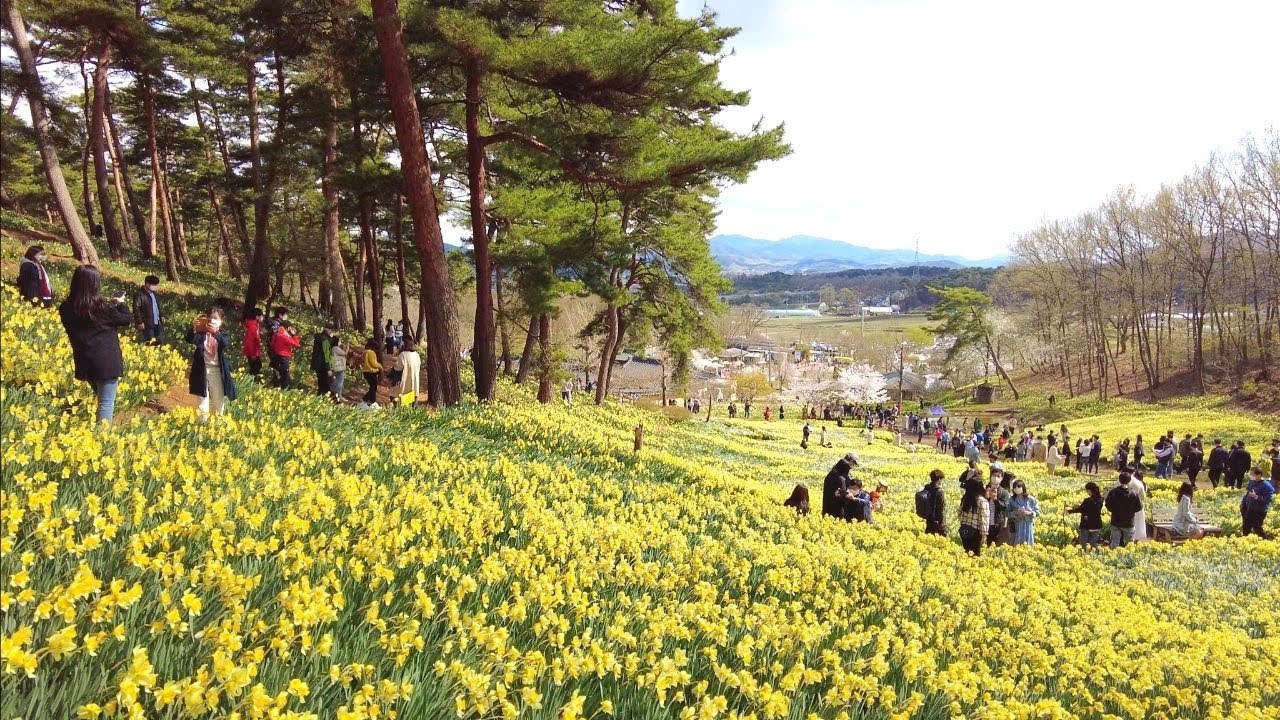 [4k] 서산 유기방 가옥 수선화 풍경 산책 Daffodils festival and an old house slow walking Korea