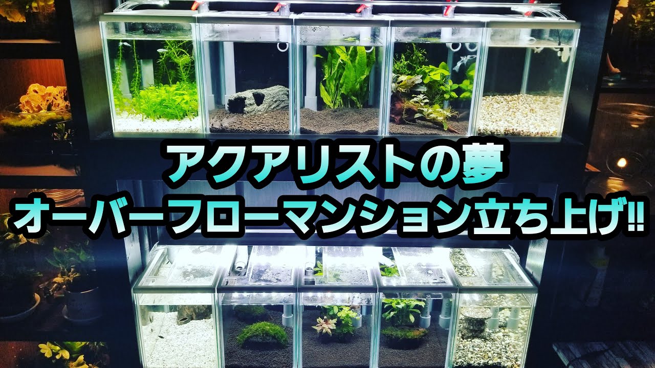 アクアリストの夢‼オーバーフローマンション立ち上げ‼　アクアリウム　ベタ