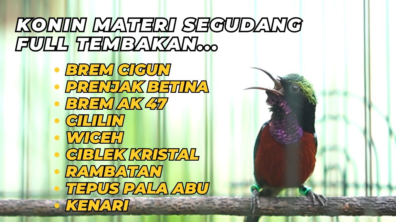 BURUNG KOLIBRI NINJA GACOR MASTERAN AMPUH MATERI SEGUDANG FULL TEMBAKAN TAJAM // PANCINGAN KONIN