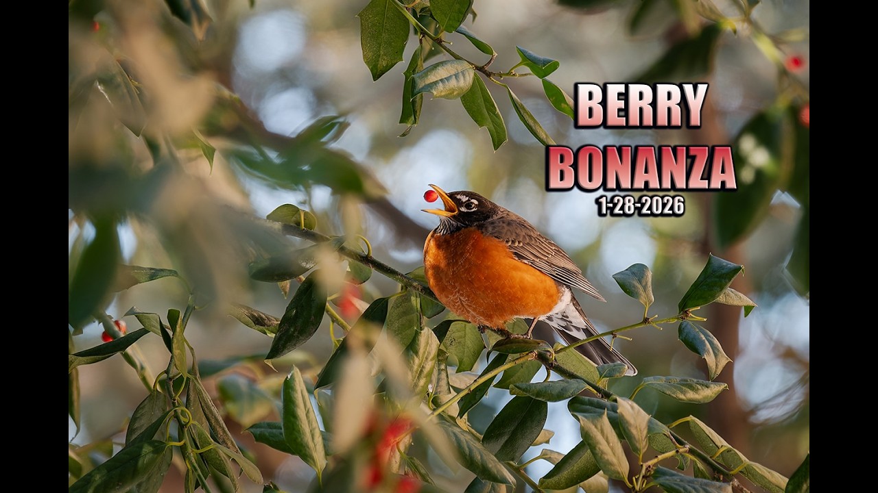 Berry Bonanza 1-28-2026