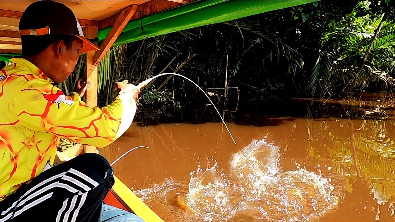 Strike tak terduga,, senar pancing nyaris habis ditarik ikan besar saat mancing udang galah.