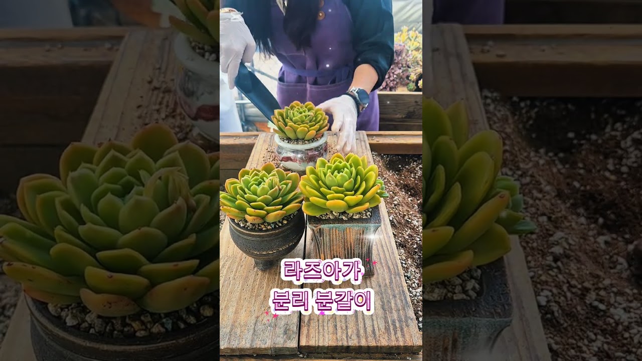 라즈아가 분리분갈이 #succulent #봄맞이 #다육이 #국민이 #묵은둥이 #식집사 #반려식물 #초보다육맘 #힐링