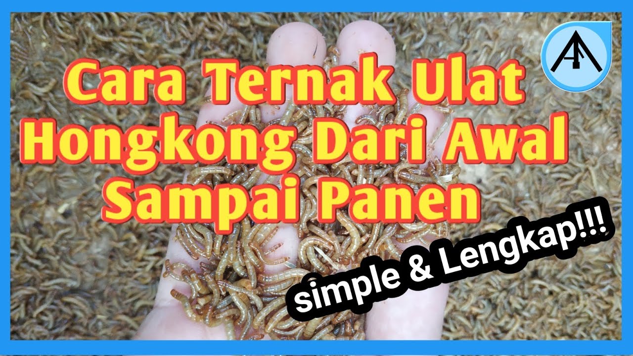 CARA TERNAK ULAT HONGKONG DARI AWAL SAMPAI PANEN. 100% dijamin berhasil!!!!