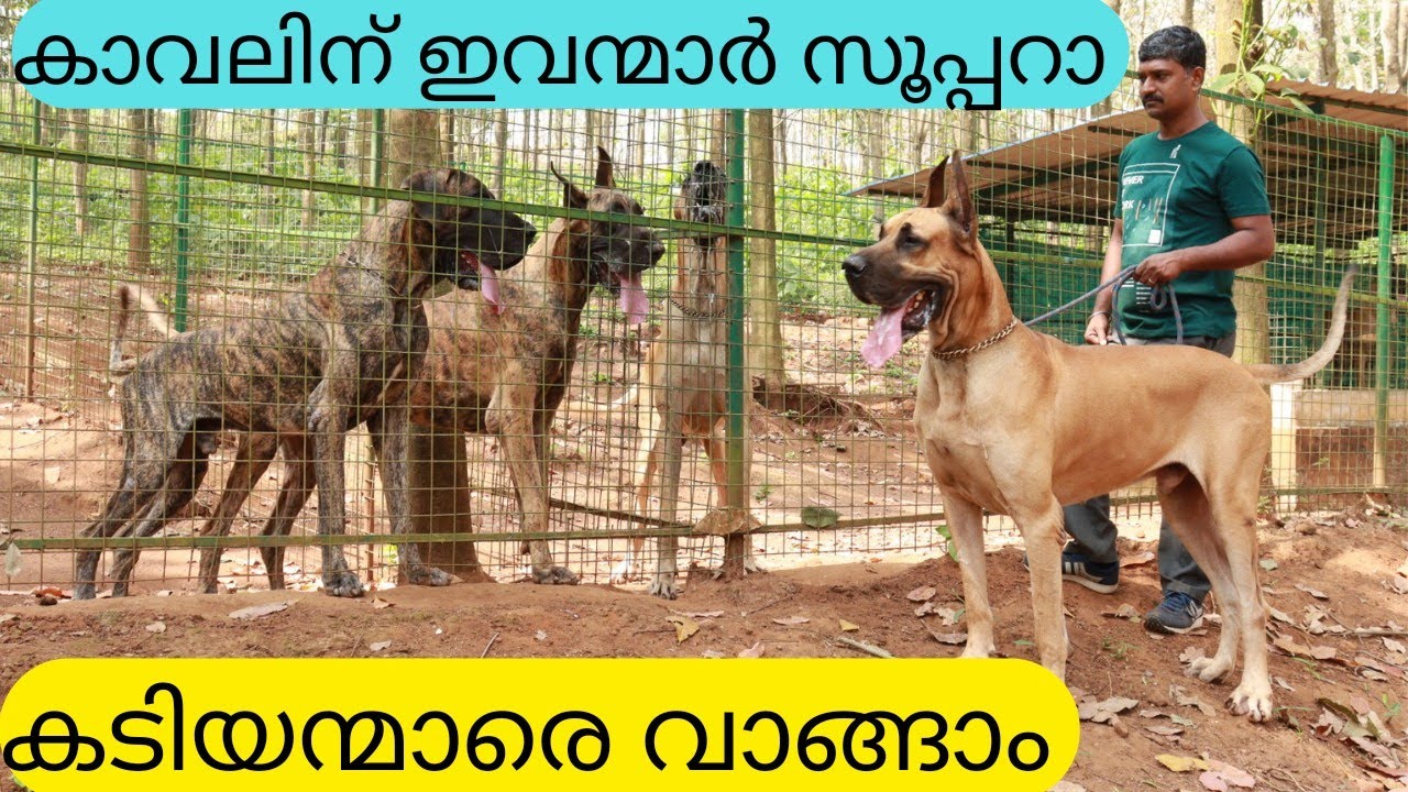 അല്പം വലിയ ഡോഗ്സിനെ വാങ്ങിയാലോ|Great Dane Puppies for Sale|Greatdane dog Kennel|Tommy Danes