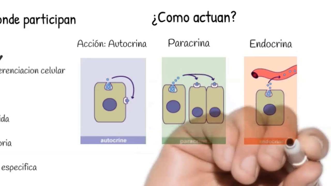 Citocinas [Inmunología #2]