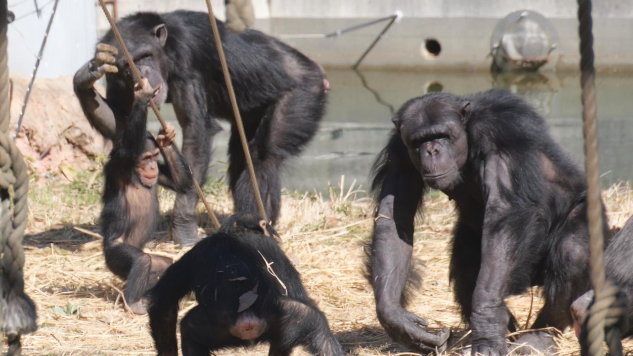 シジミたちの春ももうすぐやってくる　多摩動物公園　チンパンジー　202602