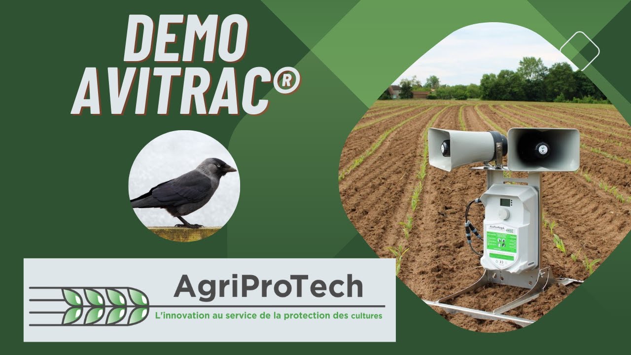 AviTrac&reg; bird repellers on Jackdaws / Effaroucheur AviTrac&reg; AVT9M sur Choucas