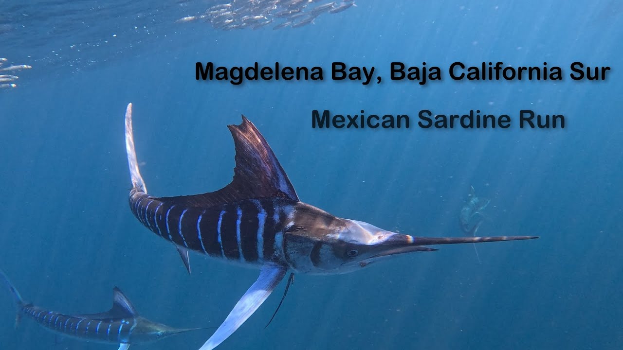 Magdalena Bay   Mexican Sardine Run   Dec 2024
