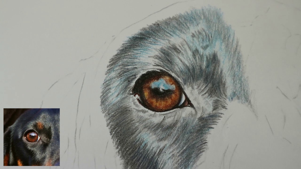 Shiny black fur tutorial in coloured pencil