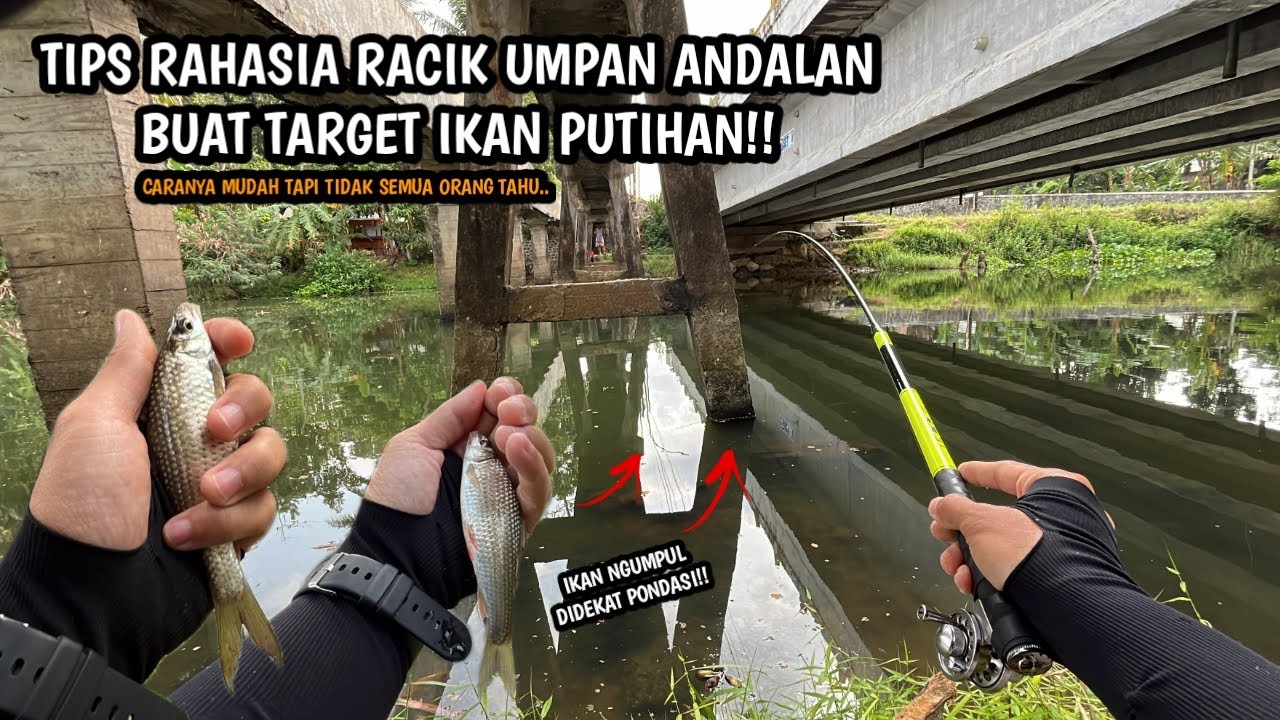 CARA RACIK UMPAN ANDALAN TARGET IKAN PUTIHAN!!Mancing wader dan putihan teknik kumbul umpan RASBORA