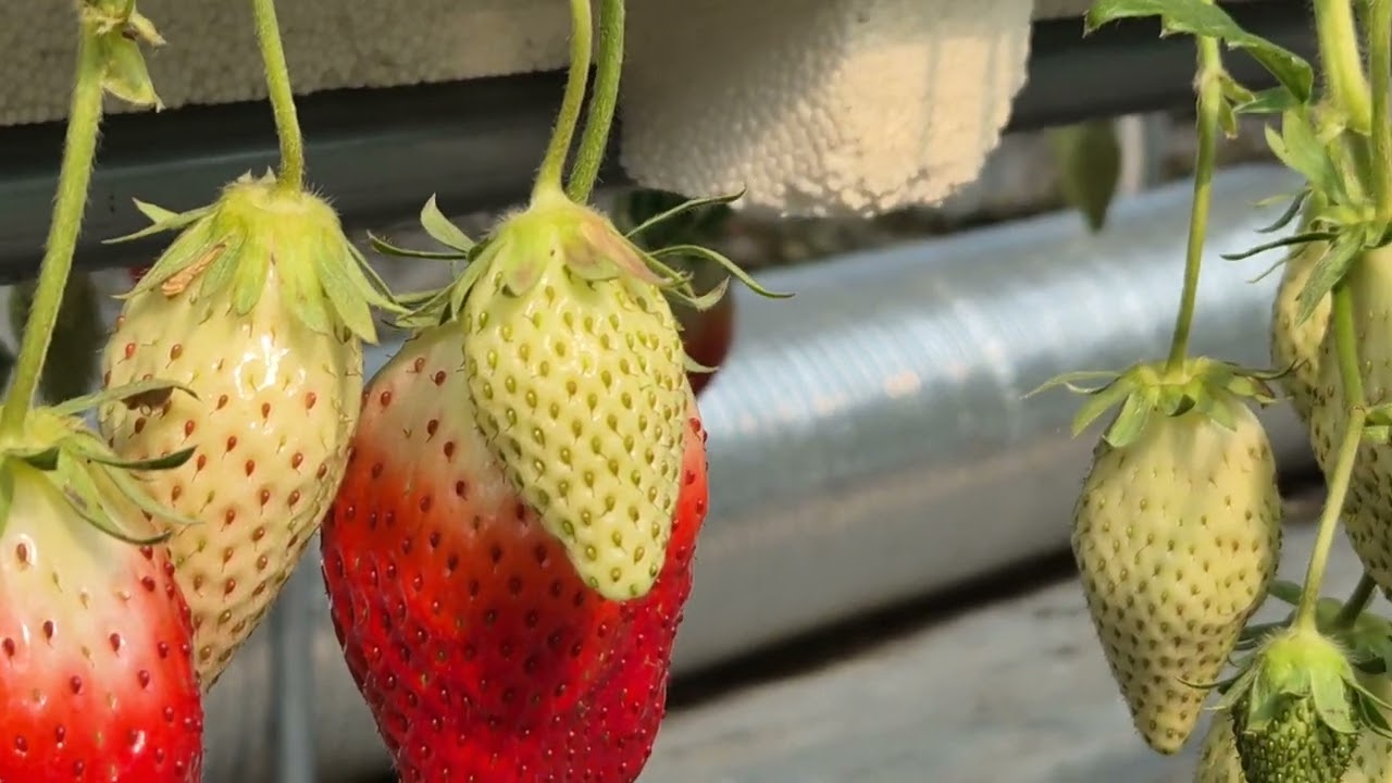 [바이오-업/수용성 유황 2/13] 수용성 유황은 때깔이 선홍색, 아삭아삭, 당도  1-2브릭스 업, 흰가루병 치료. (문의. 010-3050-0335)