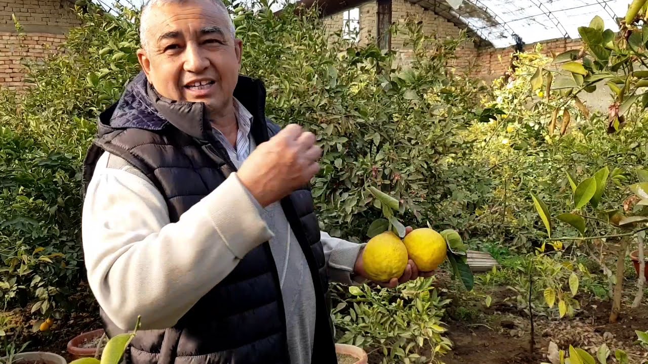 #teplisa #limon #biznes NOLDAN BOSHLAB TERMOZ SISTEMA TEPLISA BIZNESI 50 YIL STAJ EGASIDAN VIDEO