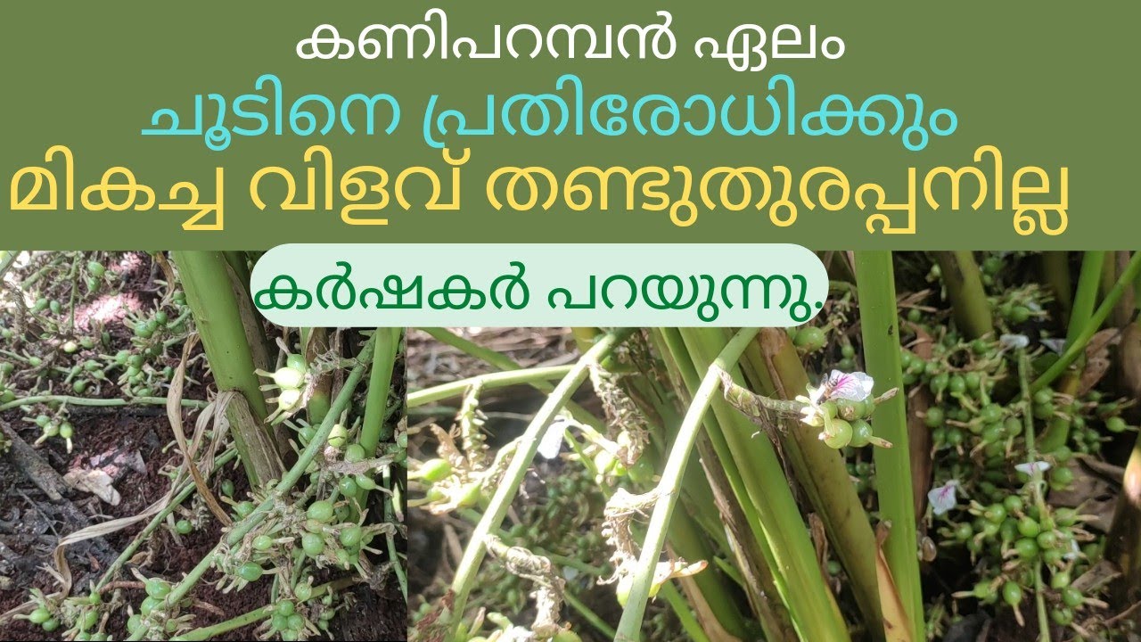 കണിപറമ്പൻ ഏലം ഏതു കാലാവസ്ഥയിലും നിറ വിളവ്/Cardamom Cultivation/kaniparamban/idukki/D FLowers VLog