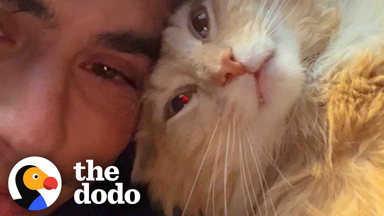 Guy Bought A Barn And Finds Out It Comes With A Stray Cat | The Dodo