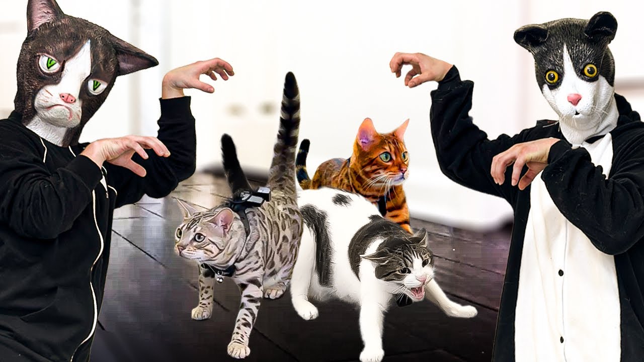 Pranking Cats With Cat Masks Compilation (Original)
