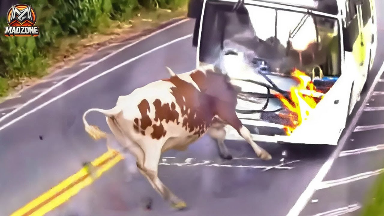 Brutal Car Crash Chaos Top 20 Shocking Animal & Invasive Species Accidents Caught on Camera